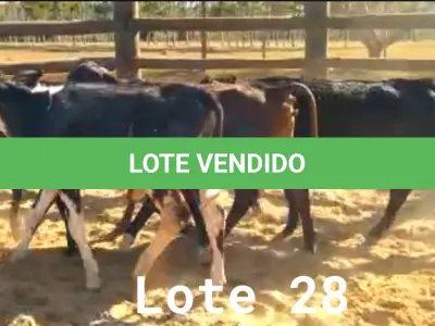 LOTE 028 - 01 BEZERRO GIROLANDO, (IDENTIFICAÇÃO FAL 454 5/8, MÃE FAL 262 3/4, PAI B. CHORAL, NASCIMENTO 22/01/2021, PESO 06/06/2022, 153 KG, 01 BEZERRA GIROLANDO, (IDENTIFICAÇÃO FAL 481 3/4, MÃE GHN 03, PAI SPICE, NASCIMENTO 31/07/2021, PESO 06/06/2022, 146 KG, 01 BEZERRO GIROLANDO, (IDENTIFICAÇÃO FAL 499 1/4, MÃE GHN 08, PAI T-2180, NASCIMENTO 14/09/2021, PESO 06/06/2022, 150 KG, 01 BEZERRO GIROLANDO, (IDENTIFICAÇÃO CAG 4921 3/4, MÃE CAG 1217, PAI 2317 3/4 HZ, NASCIMENTO 29/10/2021, PESO 166 KG E 01 BEZERRO GIROLANDO, (IDENTIFICAÇÃO CAG 5321 1/4, MÃE CAG SN, PAI SI, NASCIMENTO 31/10/2021, PESO 06/06/2022, 161 KG. (TOTAL 05 BEZERROS GIROLANDO)