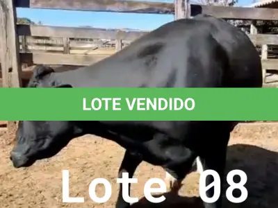 LOTE 008 - 01 VACA GIROLANDA, (IDENTIFICAÇÃO FAL 138 3/4 MÃE GHN 211, PAI LOADED, NASCIMENTO 30/04/2015, REPRODUÇÃO PRENHE PP 14/02/2023, TOURO EMBAIXADOR 5/8 ROL, PESO 06/06/2022, 618KG.