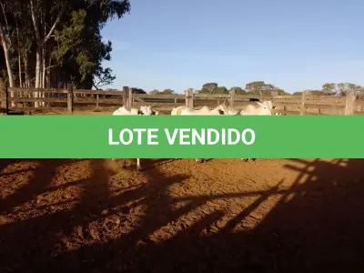 LOTE 006 - 03 VACAS NELORE VAZIAS, (IDENTIFICAÇÃO CAG 2814, MÃE CAG 1022, PAI SI, NASCIMENTO 21/05/2014, PESO 515KG; IDENTIFICAÇÃO CAG 4816, PAI 01 NELORE, MÃE CAG 6911, NASCIMENTO 26/09/2016, PESO 555KG;  IDENTIFICAÇÃO CAG 5616, PAI 01 NELORE, MÃE CAG 1022, NASCIMENTO 12/12/2016, PESO 560KG).