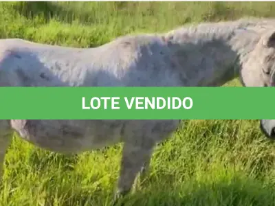 LOTE 040 - 01 EQUINO, (IDENTIFICAÇÃO CAG 11, NOME MICHEL, CATEGORIA CAVALO, MÃE VENEZA, PAI SL, PELAGEM TORDILHO, NASCIMENTO 01/01/2009.
