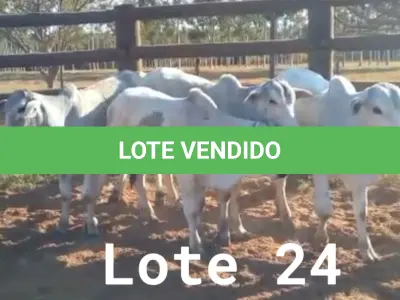 LOTE 024 - 01 BEZERRO NELORE, (IDENTIFICAÇÃO NLN 503, MÃE NLC 022, PAI T- 2180, NASCIMENTO 30/09/2021, PESO 06/06/2022, 217 KG), 01 BEZERRO NELORE, (IDENTIFICAÇÃO NLN 504, MÃE NLC106, PAI T-2180, NASCIMENTO 01/10/2021, PESO 06/06/2022, 254 KG) E 01 BEZERRO NELORE, (IDENTIFICAÇÃO NLN 505, MÃE NLC 030, PAI T- 2180, NASCIMENTO 05/10/2021, PESO 06/06/2022, 213 KG). (TOTAL 03 BEZERROS NELORE)