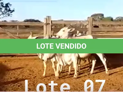 LOTE 007 - 03 VACAS NELORE VAZIAS, (IDENTIFICAÇÃO NLC 020, MÃE SI, PAI SI, NASCIMENTO 2017, PESO 435KG; IDENTIFICAÇÃO NLC 025, PAI SI, MÃE SI, NASCIMENTO 2017, PESO 466KG; IDENTIFICAÇÃO NLC 026, PAI SI, MÃE SI, NASCIMENTO 2017, PESO 392KG).