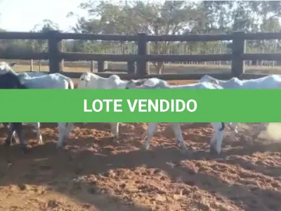 LOTE 018 - 01 BEZERRA NELORE/ANELORADA, (IDENTIFICAÇÃO NLN 510 MÃE NLC 255, PAI SIKABAD, NASCIMENTO 25/11/2021, PESO 06/06/2022, 163KG, 01 BEZERRA NELORE/ANELORADA, (IDENTIFICAÇÃO NLN 515 MÃE NLC 004, PAI ZELO AJ, NASCIMENTO 25/12/2021, PESO 06/06/2022, 156KG, 01 BEZERRA NELORE/ANELORADA, (IDENTIFICAÇÃO NLN 517 MÃE NLC 218, PAI ZELO AJ, NASCIMENTO 28/12/2021, PESO 06/06/2022, 128KG, 01 BEZERRA NELORE/ANELORADA, (IDENTIFICAÇÃO NLN 518 MÃE NLC 019, PAI ZELO AJ , NASCIMENTO 29/12/2021, PESO 06/06/2022, 170KG E 01 BEZERRA NELORE/ANELORADA, (IDENTIFICAÇÃO UNB519 MÃE C.AG 5810, PAI ZELO AJ, NASCIMENTO 30/12/2021, PESO 06/06/2022, 148KG  (TOTAL 5 BEZERRAS)