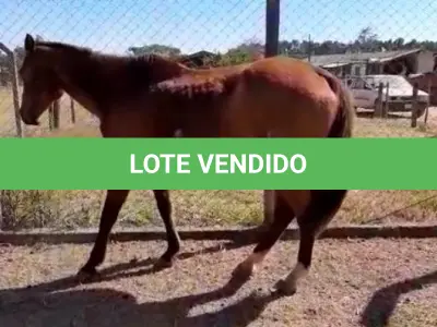 LOTE 044 - 01 EQUINO, (IDENTIFICAÇÃO FAL 623, NOME SN, CATEGORIA ÉGUA, MÃE SL, PAI SL, PELAGEM TORDILHA, NASCIMENTO 2005.