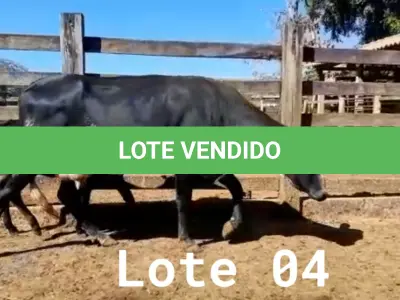 LOTE 004 - 01 VACA GIROLANDA COM CRIA AO PÉ, (IDENTIFICAÇÃO 5/8 HOL 490 MACHO, PAI QUINCAS 5/8, NASCIMENTO 11/11/2021.