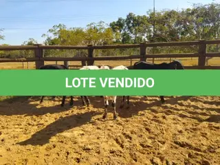 LOTE 030 - 01 BEZERRO GIROLANDO, (IDENTIFICAÇÃO FAL 473 5/8, MÃE FAL 360 5/8, PAI B. CHORAL, NASCIMENTO 12/06/2021, PESO 06/06/2022, 242 KG, 01 BEZERR A GIROLANDO, (IDENTIFICAÇÃO CAG 4121 3/4, MÃE CAG 9215, PAI 1917 3/4 HZ, NASCIMENTO 20/10/2021, PESO 06/06/2022, 234KG, 01 BEZERRO GIROLANDO, (IDENTIFICAÇÃO CAG 3721 5/8, MÃE CAG 4312, PAI 2317 3/4  HZ, NASCIMENTO 29/09/2021, PESO 06/06/2022, 230 KG, 01 BEZERRO GIROLANDO, (IDENTIFICAÇÃO CAG 2121 1/2  SB, MÃE CAG 9815, PAI 1917 3/4 HOL, NASCIMENTO 24/06/2021, PESO 240 KG. (TOTAL 04 BEZERROS GIROLANDO)