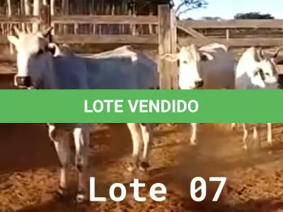 LOTE 007 - 03 VACAS NELORE VAZIAS, (IDENTIFICAÇÃO NLC 020, MÃE SI, PAI SI, NASCIMENTO 2017, PESO 435KG; IDENTIFICAÇÃO NLC 025, PAI SI, MÃE SI, NASCIMENTO 2017, PESO 466KG; IDENTIFICAÇÃO NLC 026, PAI SI, MÃE SI, NASCIMENTO 2017, PESO 392KG).