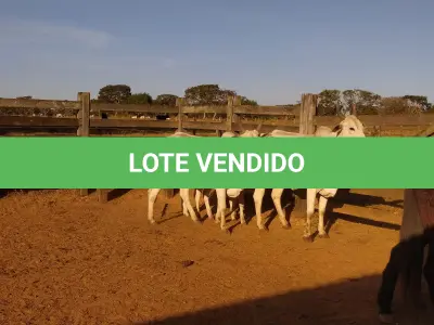 LOTE 002 - 02 VACAS NELORE COM CRIA AO PÉ, (IDENTIFICAÇÃO CAG 0613, MÃE CAG 1036, PAI SI, NASCIMENTO 16/01/2013, PESO 500KG, CRIA AO PÉ IDENTIFICAÇÃO CAG 1722, NASCIMENTO 22/02/2022, PAI SI, SEXO MASCULINO) E (IDENTIFICAÇÃO CAG 8215, MÃE CAG 0254, SI, NASCIMENTO 09/07/2015, PESO 513Kg, CRIA AO PÉ IDENTIFICAÇÃO CAG 722, NASCIMENTO 05/02/2022, PAI THOR NELORE, SEXO MASCULINO)