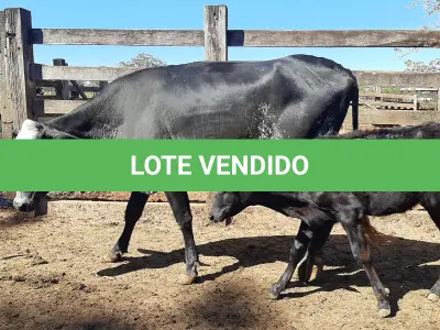 LOTE 004 - 01 VACA GIROLANDA COM CRIA AO PÉ, (IDENTIFICAÇÃO 5/8 HOL 490 MACHO, PAI QUINCAS 5/8, NASCIMENTO 11/11/2021.