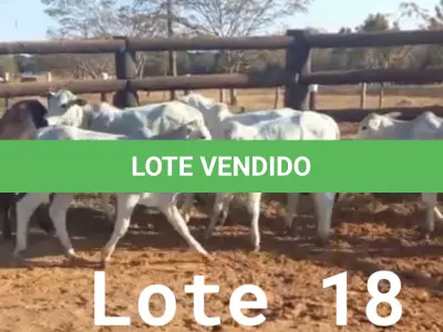 LOTE 018 - 01 BEZERRA NELORE/ANELORADA, (IDENTIFICAÇÃO NLN 510 MÃE NLC 255, PAI SIKABAD, NASCIMENTO 25/11/2021, PESO 06/06/2022, 163KG, 01 BEZERRA NELORE/ANELORADA, (IDENTIFICAÇÃO NLN 515 MÃE NLC 004, PAI ZELO AJ, NASCIMENTO 25/12/2021, PESO 06/06/2022, 156KG, 01 BEZERRA NELORE/ANELORADA, (IDENTIFICAÇÃO NLN 517 MÃE NLC 218, PAI ZELO AJ, NASCIMENTO 28/12/2021, PESO 06/06/2022, 128KG, 01 BEZERRA NELORE/ANELORADA, (IDENTIFICAÇÃO NLN 518 MÃE NLC 019, PAI ZELO AJ , NASCIMENTO 29/12/2021, PESO 06/06/2022, 170KG E 01 BEZERRA NELORE/ANELORADA, (IDENTIFICAÇÃO UNB519 MÃE C.AG 5810, PAI ZELO AJ, NASCIMENTO 30/12/2021, PESO 06/06/2022, 148KG  (TOTAL 5 BEZERRAS)