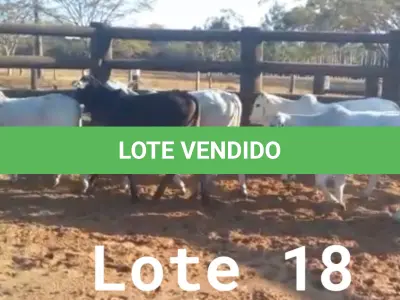 LOTE 018 - 01 BEZERRA NELORE/ANELORADA, (IDENTIFICAÇÃO NLN 510 MÃE NLC 255, PAI SIKABAD, NASCIMENTO 25/11/2021, PESO 06/06/2022, 163KG, 01 BEZERRA NELORE/ANELORADA, (IDENTIFICAÇÃO NLN 515 MÃE NLC 004, PAI ZELO AJ, NASCIMENTO 25/12/2021, PESO 06/06/2022, 156KG, 01 BEZERRA NELORE/ANELORADA, (IDENTIFICAÇÃO NLN 517 MÃE NLC 218, PAI ZELO AJ, NASCIMENTO 28/12/2021, PESO 06/06/2022, 128KG, 01 BEZERRA NELORE/ANELORADA, (IDENTIFICAÇÃO NLN 518 MÃE NLC 019, PAI ZELO AJ , NASCIMENTO 29/12/2021, PESO 06/06/2022, 170KG E 01 BEZERRA NELORE/ANELORADA, (IDENTIFICAÇÃO UNB519 MÃE C.AG 5810, PAI ZELO AJ, NASCIMENTO 30/12/2021, PESO 06/06/2022, 148KG  (TOTAL 5 BEZERRAS)
