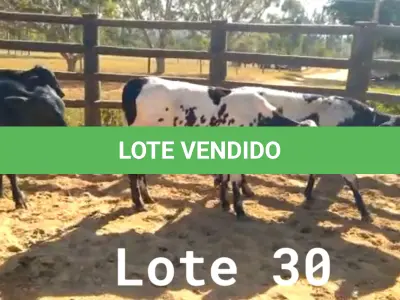 LOTE 030 - 01 BEZERRO GIROLANDO, (IDENTIFICAÇÃO FAL 473 5/8, MÃE FAL 360 5/8, PAI B. CHORAL, NASCIMENTO 12/06/2021, PESO 06/06/2022, 242 KG, 01 BEZERR A GIROLANDO, (IDENTIFICAÇÃO CAG 4121 3/4, MÃE CAG 9215, PAI 1917 3/4 HZ, NASCIMENTO 20/10/2021, PESO 06/06/2022, 234KG, 01 BEZERRO GIROLANDO, (IDENTIFICAÇÃO CAG 3721 5/8, MÃE CAG 4312, PAI 2317 3/4  HZ, NASCIMENTO 29/09/2021, PESO 06/06/2022, 230 KG, 01 BEZERRO GIROLANDO, (IDENTIFICAÇÃO CAG 2121 1/2  SB, MÃE CAG 9815, PAI 1917 3/4 HOL, NASCIMENTO 24/06/2021, PESO 240 KG. (TOTAL 04 BEZERROS GIROLANDO)