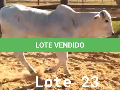LOTE 023 - 01 BEZERRO NELORE, (IDENTIFICAÇÃO CAG 4321, MÃE 4216, PAI THOR NEL 0917, NASCIMENTO 20/10/2021, PESO 06/06/2022, 258 KG.