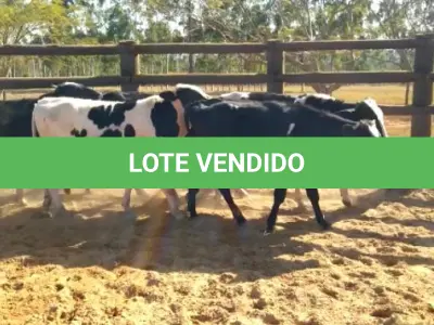 LOTE 032 - 01 BEZERRO GIROLANDO, (IDENTIFICAÇÃO CAG 1521 3/4 , MÃE CAG 5015 , PAI 1917 3/4  HOL, NASCIMENTO 19/05/2021, PESO 06/06/2022, 281 KG, 01 BEZERR A GIROLANDO, (IDENTIFICAÇÃO CAG 1721 3/4, MÃE CAG 4016, PAI 1917  3/4  HOL, NASCIMENTO 31/05/2021, PESO 06/06/2022, 255 KG, 01 BEZERRO GIROLANDO, (IDENTIFICAÇÃO CAG 1921 15/16, MÃE CAG 3416,  PAI SUNSHINE HOL, NASCIMENTO 05/06/2021, PESO 06/06/2022, 282 KG, 01 BEZERRO GIROLANDO, (IDENTIFICAÇÃO CAG 3121 3/4 , MÃE CAG 3214, PAI OLIMPIO 3/4 HZ, NASCIMENTO 13/09/2021, 278 KG E 01 BEZERRO GIROLANDO, (IDENTIFICAÇÃO CAG 2921 3/4 SB, MÃE CAG 1217, PAI 2317 3/4 HZ, NASCIMENTO 29/10/2021, PESO 06/06/2022, 298 KG. (TOTAL 05 BEZERROS GIROLANDO)