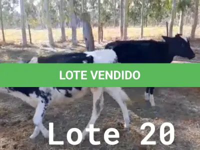 LOTE 020 - 01 BEZERRA GIROLANDA, (IDENTIFICAÇÃO FAL 471 3/4, MÃE GHN 01, PAI DOOZER, NASCIMENTO 06/06/2021, PESO 06/06/2022, 101,5KG E 01 BEZERRA GIROLANDA, (IDENTIFICAÇÃO FAL 486 3/4, MÃE GHC 7345, PAI MONETÁRY, NASCIMENTO 25/09/2021, PESO 06/06/2022, 95,0 KG. (TOTAL 02 BEZERRAS GIROLANDAS)