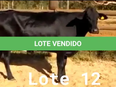 LOTE 012 - 01 VACA GIROLANDA, (IDENTIFICAÇÃO CAG 1817 MÃE CAG 3293, PAI STEWART HO, NASCIMENTO 20/07/2017, REPRODUÇÃO COBERTA, TOURO GALANTE NEL 077, PESO 06/06/2022, 521KG.