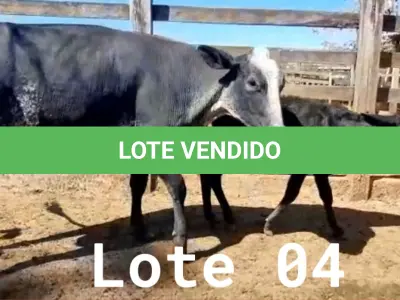 LOTE 004 - 01 VACA GIROLANDA COM CRIA AO PÉ, (IDENTIFICAÇÃO 5/8 HOL 490 MACHO, PAI QUINCAS 5/8, NASCIMENTO 11/11/2021.
