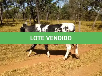 LOTE 033 - 01 ANIMAL PARA ABATE, (IDENTIFICAÇÃO CAG 5720, NASCIMENTO 27/12/2020, SEXO MASCULINO, PESO 24/06/2022, 436KG.