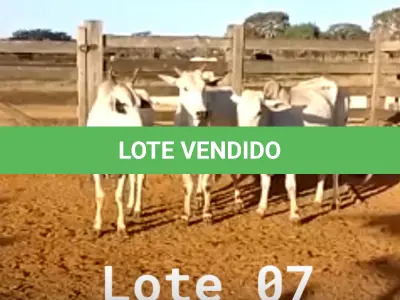 LOTE 007 - 03 VACAS NELORE VAZIAS, (IDENTIFICAÇÃO NLC 020, MÃE SI, PAI SI, NASCIMENTO 2017, PESO 435KG; IDENTIFICAÇÃO NLC 025, PAI SI, MÃE SI, NASCIMENTO 2017, PESO 466KG; IDENTIFICAÇÃO NLC 026, PAI SI, MÃE SI, NASCIMENTO 2017, PESO 392KG).
