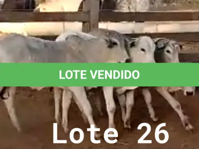 LOTE 026 - 01 BEZERRO NELORE, (IDENTIFICAÇÃO NLN 502, MÃE NLC 065, PAI T-2180, NASCIMENTO 27/09/2021, PESO 06/06/2022, 179KG, 01 BEZERRO NELORE, (IDENTIFICAÇÃO CAG 5721, MÃE 2814, PAI CAMARO F1 ANGUS, NASCIMENTO 02/12/2021, PESO 06/06/2022, 132 KG, 01 BEZERRO NELORE, (IDENTIFICAÇÃO NLN 512, MÃE NLC 026, PAI ZELO AJ, NASCIMENTO 23/12/2021, PESO 06/06/2022, 144 KG E 01 BEZERRO NELORE, (IDENTIFICAÇÃO NLN 514, MÃE NLC 029, PAI ZELO AJ, NASCIMENTO 25/12/2021, PESO 06/06/2022, 144 KG. (TOTAL 04 BEZERROS NELORE)