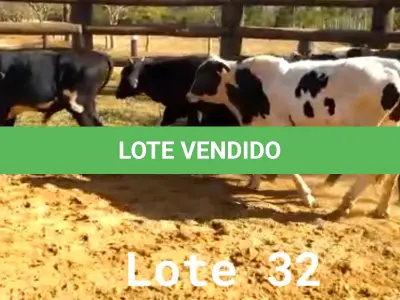 LOTE 032 - 01 BEZERRO GIROLANDO, (IDENTIFICAÇÃO CAG 1521 3/4 , MÃE CAG 5015 , PAI 1917 3/4  HOL, NASCIMENTO 19/05/2021, PESO 06/06/2022, 281 KG, 01 BEZERR A GIROLANDO, (IDENTIFICAÇÃO CAG 1721 3/4, MÃE CAG 4016, PAI 1917  3/4  HOL, NASCIMENTO 31/05/2021, PESO 06/06/2022, 255 KG, 01 BEZERRO GIROLANDO, (IDENTIFICAÇÃO CAG 1921 15/16, MÃE CAG 3416,  PAI SUNSHINE HOL, NASCIMENTO 05/06/2021, PESO 06/06/2022, 282 KG, 01 BEZERRO GIROLANDO, (IDENTIFICAÇÃO CAG 3121 3/4 , MÃE CAG 3214, PAI OLIMPIO 3/4 HZ, NASCIMENTO 13/09/2021, 278 KG E 01 BEZERRO GIROLANDO, (IDENTIFICAÇÃO CAG 2921 3/4 SB, MÃE CAG 1217, PAI 2317 3/4 HZ, NASCIMENTO 29/10/2021, PESO 06/06/2022, 298 KG. (TOTAL 05 BEZERROS GIROLANDO)