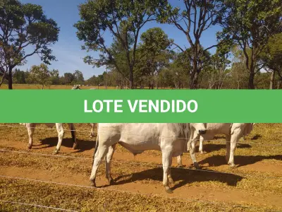 LOTE 035 - 06 ANIMAIS EXPERIMENTAIS RESERVAS, NASCIMENTO OUTUBRO A DEZEMBRO 2020 (IDENTIFICAÇÃO NL 35,  PESO 24/06/2022, 430KG, 01 ANIMAL EXPERIMENTAL RESERVA, (IDENTIFICAÇÃO NL 71, PESO 24/06/2022, 378KG, 01 ANIMAL EXPERIMENTAL RESERVA, (IDENTIFICAÇÃO NL 78, PESO 24/06/2022, 379KG, 01 ANIMAL EXPERIMENTAL RESERVA, (IDENTIFICAÇÃO NL 87, PESO 24/06/2022, 401KG, 01 ANIMAL EXPERIMENTAL RESERVA, (IDENTIFICAÇÃO NL 92, PESO 24/06/2022, 450KG E 01 ANIMAL EXPERIMENTAL RESERVA, (IDENTIFICAÇÃO NL 93, PESO 24/06/2022, 381KG.