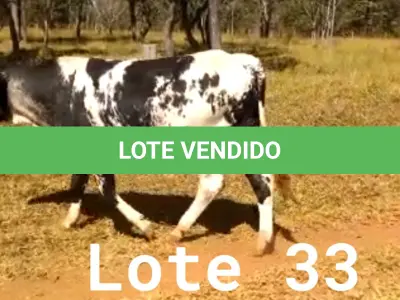 LOTE 033 - 01 ANIMAL PARA ABATE, (IDENTIFICAÇÃO CAG 5720, NASCIMENTO 27/12/2020, SEXO MASCULINO, PESO 24/06/2022, 436KG.