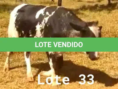 LOTE 033 - 01 ANIMAL PARA ABATE, (IDENTIFICAÇÃO CAG 5720, NASCIMENTO 27/12/2020, SEXO MASCULINO, PESO 24/06/2022, 436KG.