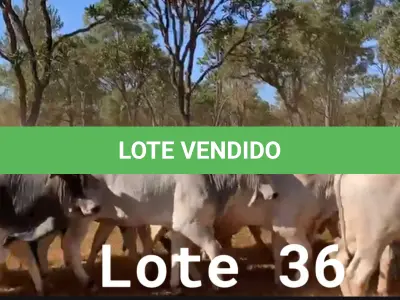 LOTE 036 - 72 ANIMAIS EXPERIMENTAIS NASCIMENTO OUTUBRO A DEZEMBRO 2020, (IDENTIFICAÇÃO NL 01, PESO 24/06/2022, 477KG, 01 ANIMAL EXPERIMENTAL, (IDENTIFICAÇÃO NL 02, PESO 24/06/2022, 433KG, 01 ANIMAL EXPERIMENTAL, (IDENTIFICAÇÃO NL 03, PESO 24/06/2022, 439KG, 01 ANIMAL EXPERIMENTAL, (IDENTIFICAÇÃO NL 04, PESO 24/06/2022, 446KG, 01 ANIMAL EXPERIMENTAL, (IDENTIFICAÇÃO NL 05, PESO 24/06/2022, 413KG, 01 ANIMAL EXPERIMENTAL, (IDENTIFICAÇÃO NL 06, PESO 24/06/2022, 531KG, 01 ANIMAL EXPERIMENTAL, (IDENTIFICAÇÃO NL 07, PESO 24/06/2022, 438KG, 01 ANIMAL EXPERIMENTAL, (IDENTIFICAÇÃO NL 08, PESO 24/06/2022, 458KG, 01 ANIMAL EXPERIMENTAL, (IDENTIFICAÇÃO NL 10, PESO 24/06/2022, 433KG, 01 ANIMAL EXPERIMENTAL, (IDENTIFICAÇÃO NL 11, PESO 24/06/2022, 438KG, 01 ANIMAL EXPERIMENTAL, (IDENTIFICAÇÃO NL 12, PESO 24/06/2022, 478KG, 01 ANIMAL EXPERIMENTAL, (IDENTIFICAÇÃO NL 13, PESO 24/06/2022, 467KG, 01 ANIMAL EXPERIMENTAL, (IDENTIFICAÇÃO NL 14, PESO 24/06/2022, 452KG, 01 ANIMAL EXPERIMENTAL, (IDENTIFICAÇÃO NL 15, PESO 24/06/2022, 419KG, 01 ANIMAL EXPERIMENTAL, (IDENTIFICAÇÃO NL 16, PESO 24/06/2022, 546KG, 01 ANIMAL EXPERIMENTAL, (IDENTIFICAÇÃO NL 17, PESO 24/06/2022, 398KG, 01 ANIMAL EXPERIMENTAL, (IDENTIFICAÇÃO NL 18, PESO 24/06/2022, 505KG, 01 ANIMAL EXPERIMENTAL, (IDENTIFICAÇÃO NL 19, PESO 24/06/2022, 516KG, 01 ANIMAL EXPERIMENTAL, (IDENTIFICAÇÃO NL 20, PESO 24/06/2022, 466KG, 01 ANIMAL EXPERIMENTAL, (IDENTIFICAÇÃO NL 21, PESO 24/06/2022, 471KG, 01 ANIMAL EXPERIMENTAL, (IDENTIFICAÇÃO NL 22, PESO 24/06/2022, 486KG, 01 ANIMAL EXPERIMENTAL, (IDENTIFICAÇÃO NL 23 PESO 24/06/2022, 503KG, 01 ANIMAL EXPERIMENTAL, (IDENTIFICAÇÃO NL 24 PESO 24/06/2022, 486KG, 01 ANIMAL EXPERIMENTAL, (IDENTIFICAÇÃO NL 25 PESO 24/06/2022, 466KG, 01 ANIMAL EXPERIMENTAL, (IDENTIFICAÇÃO NL 26 PESO 24/06/2022, 472KG, 01 ANIMAL EXPERIMENTAL, (IDENTIFICAÇÃO NL 27 PESO 24/06/2022, 437KG, 01 ANIMAL EXPERIMENTAL, (IDENTIFICAÇÃO NL 28 PESO 24/06/2022, 469KG, 01 ANIMAL EXPERIMENTAL, (IDENTIFICAÇÃO NL 29 PESO 24/06/2022, 454KG, 01 ANIMAL EXPERIMENTAL, (IDENTIFICAÇÃO NL 30 PESO 24/06/2022, 440KG, 01 ANIMAL EXPERIMENTAL, (IDENTIFICAÇÃO NL 31 PESO 24/06/2022, 464KG, 01 ANIMAL EXPERIMENTAL, (IDENTIFICAÇÃO NL 32 PESO 24/06/2022, 482KG, 01 ANIMAL EXPERIMENTAL, (IDENTIFICAÇÃO NL 33 PESO 24/06/2022, 409KG, 01 ANIMAL EXPERIMENTAL, (IDENTIFICAÇÃO NL 34 PESO 24/06/2022, 485KG, 01 ANIMAL EXPERIMENTAL, (IDENTIFICAÇÃO NL 36 PESO 24/06/2022, 517KG, 01 ANIMAL EXPERIMENTAL, (IDENTIFICAÇÃO NL 37 PESO 24/06/2022, 496KG, 01 ANIMAL EXPERIMENTAL, (IDENTIFICAÇÃO NL 41, PESO 24/06/2022, 447KG, 01 ANIMAL EXPERIMENTAL, (IDENTIFICAÇÃO NL 43 PESO 24/06/2022, 461KG, 01 ANIMAL EXPERIMENTAL, (IDENTIFICAÇÃO NL 44, PESO 24/06/2022, 393KG, 01 ANIMAL EXPERIMENTAL, (IDENTIFICAÇÃO NL 46, PESO 24/06/2022, 451KG, 01 ANIMAL EXPERIMENTAL, (IDENTIFICAÇÃO NL 47, PESO 24/06/2022, 458KG, 01 ANIMAL EXPERIMENTAL, (IDENTIFICAÇÃO NL 48, PESO 24/06/2022, 442KG, 01 ANIMAL EXPERIMENTAL, (IDENTIFICAÇÃO NL 49, PESO 24/06/2022, 436KG, 01 ANIMAL EXPERIMENTAL, (IDENTIFICAÇÃO NL 51, PESO 24/06/2022, 392KG, 01 ANIMAL EXPERIMENTAL, (IDENTIFICAÇÃO NL 53, PESO 24/06/2022, 449KG, 01 ANIMAL EXPERIMENTAL, (IDENTIFICAÇÃO NL 54, PESO 24/06/2022, 470KG, 01 ANIMAL EXPERIMENTAL, (IDENTIFICAÇÃO NL 55, PESO 24/06/2022, 482KG, 01 ANIMAL EXPERIMENTAL, (IDENTIFICAÇÃO NL 61, PESO 24/06/2022, 476KG, 01 ANIMAL EXPERIMENTAL, (IDENTIFICAÇÃO NL 62, PESO 24/06/2022, 419KG, 01 ANIMAL EXPERIMENTAL, (IDENTIFICAÇÃO NL 63, PESO 24/06/2022, 475KG, 01 ANIMAL EXPERIMENTAL, (IDENTIFICAÇÃO NL 65, PESO 24/06/2022, 484KG, 01 ANIMAL EXPERIMENTAL, (IDENTIFICAÇÃO NL 66, PESO 24/06/2022, 532KG, 01 ANIMAL EXPERIMENTAL, (IDENTIFICAÇÃO NL 67, PESO 24/06/2022, 478KG, 01 ANIMAL EXPERIMENTAL, (IDENTIFICAÇÃO NL 68, PESO 24/06/2022, 466KG, 01 ANIMAL EXPERIMENTAL, (IDENTIFICAÇÃO NL 69, PESO 24/06/2022, 413KG, 01 ANIMAL EXPERIMENTAL, (IDENTIFICAÇÃO NL 70, PESO 24/06/2022, 485KG, 01 ANIMAL EXPERIMENTAL, (IDENTIFICAÇÃO NL 72, PESO 24/06/2022, 442KG, 01 ANIMAL EXPERIMENTAL, (IDENTIFICAÇÃO NL 73, PESO 24/06/2022, 467KG, 01 ANIMAL EXPERIMENTAL, (IDENTIFICAÇÃO NL 74, PESO 24/06/2022, 515KG, 01 ANIMAL EXPERIMENTAL, (IDENTIFICAÇÃO NL 75, PESO 24/06/2022, 436KG, 01 ANIMAL EXPERIMENTAL, (IDENTIFICAÇÃO NL 76, PESO 24/06/2022, 477KG, 01 ANIMAL EXPERIMENTAL, (IDENTIFICAÇÃO NL 77, PESO 24/06/2022, 471KG, 01 ANIMAL EXPERIMENTAL, (IDENTIFICAÇÃO NL 79, PESO 24/06/2022, 436KG, 01 ANIMAL EXPERIMENTAL, (IDENTIFICAÇÃO NL 80, PESO 24/06/2022, 475KG, 01 ANIMAL EXPERIMENTAL, (IDENTIFICAÇÃO NL 81, PESO 24/06/2022, 441KG, 01 ANIMAL EXPERIMENTAL, (IDENTIFICAÇÃO NL 82, PESO 24/06/2022, 460KG, 01 ANIMAL EXPERIMENTAL, (IDENTIFICAÇÃO NL 84, PESO 24/06/2022, 428KG, 01 ANIMAL EXPERIMENTAL, (IDENTIFICAÇÃO NL 85, PESO 24/06/2022, 447KG, 01 ANIMAL EXPERIMENTAL, (IDENTIFICAÇÃO NL 86, PESO 24/06/2022, 480KG, 01 ANIMAL EXPERIMENTAL, (IDENTIFICAÇÃO NL 88, PESO 24/06/2022, 490KG, 01 ANIMAL EXPERIMENTAL, (IDENTIFICAÇÃO NL 89, PESO 24/06/2022, 506KG, 01 ANIMAL EXPERIMENTAL, (IDENTIFICAÇÃO NL 90, PESO 24/06/2022, 433KG E 01 ANIMAL EXPERIMENTAL, (IDENTIFICAÇÃO NL 91, PESO 24/06/2022, 457KG.