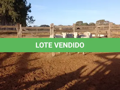 LOTE 007 - 03 VACAS NELORE VAZIAS, (IDENTIFICAÇÃO NLC 020, MÃE SI, PAI SI, NASCIMENTO 2017, PESO 435KG; IDENTIFICAÇÃO NLC 025, PAI SI, MÃE SI, NASCIMENTO 2017, PESO 466KG; IDENTIFICAÇÃO NLC 026, PAI SI, MÃE SI, NASCIMENTO 2017, PESO 392KG).