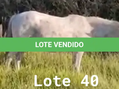 LOTE 040 - 01 EQUINO, (IDENTIFICAÇÃO CAG 11, NOME MICHEL, CATEGORIA CAVALO, MÃE VENEZA, PAI SL, PELAGEM TORDILHO, NASCIMENTO 01/01/2009.