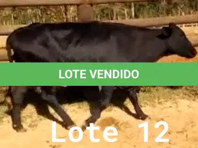 LOTE 012 - 01 VACA GIROLANDA, (IDENTIFICAÇÃO CAG 1817 MÃE CAG 3293, PAI STEWART HO, NASCIMENTO 20/07/2017, REPRODUÇÃO COBERTA, TOURO GALANTE NEL 077, PESO 06/06/2022, 521KG.