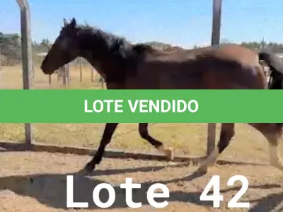 LOTE 042 - 01 EQUINO, (IDENTIFICAÇÃO FAL 584, NOME SN, CATEGORIA ÉGUA, MÃE SL, PAI SL, PELAGEM CASTANHA, NASCIMENTO 2005.