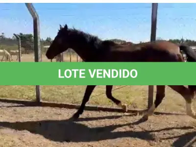 LOTE 042 - 01 EQUINO, (IDENTIFICAÇÃO FAL 584, NOME SN, CATEGORIA ÉGUA, MÃE SL, PAI SL, PELAGEM CASTANHA, NASCIMENTO 2005.