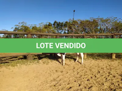 LOTE 011 - 01 VACA GIROLANDA, (IDENTIFICAÇÃO CAG 1217 MÃE CAG 4312, PAI CORAÇÃO, NASCIMENTO 03/05/2017, REPRODUÇÃO COBERTA, TOURO GALANTE NEL 077, PESO 06/06/2022, 417KG.