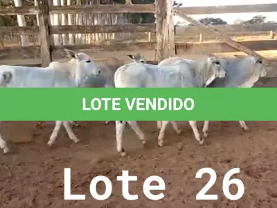 LOTE 026 - 01 BEZERRO NELORE, (IDENTIFICAÇÃO NLN 502, MÃE NLC 065, PAI T-2180, NASCIMENTO 27/09/2021, PESO 06/06/2022, 179KG, 01 BEZERRO NELORE, (IDENTIFICAÇÃO CAG 5721, MÃE 2814, PAI CAMARO F1 ANGUS, NASCIMENTO 02/12/2021, PESO 06/06/2022, 132 KG, 01 BEZERRO NELORE, (IDENTIFICAÇÃO NLN 512, MÃE NLC 026, PAI ZELO AJ, NASCIMENTO 23/12/2021, PESO 06/06/2022, 144 KG E 01 BEZERRO NELORE, (IDENTIFICAÇÃO NLN 514, MÃE NLC 029, PAI ZELO AJ, NASCIMENTO 25/12/2021, PESO 06/06/2022, 144 KG. (TOTAL 04 BEZERROS NELORE)