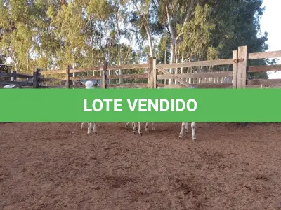 LOTE 026 - 01 BEZERRO NELORE, (IDENTIFICAÇÃO NLN 502, MÃE NLC 065, PAI T-2180, NASCIMENTO 27/09/2021, PESO 06/06/2022, 179KG, 01 BEZERRO NELORE, (IDENTIFICAÇÃO CAG 5721, MÃE 2814, PAI CAMARO F1 ANGUS, NASCIMENTO 02/12/2021, PESO 06/06/2022, 132 KG, 01 BEZERRO NELORE, (IDENTIFICAÇÃO NLN 512, MÃE NLC 026, PAI ZELO AJ, NASCIMENTO 23/12/2021, PESO 06/06/2022, 144 KG E 01 BEZERRO NELORE, (IDENTIFICAÇÃO NLN 514, MÃE NLC 029, PAI ZELO AJ, NASCIMENTO 25/12/2021, PESO 06/06/2022, 144 KG. (TOTAL 04 BEZERROS NELORE)