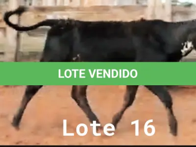 LOTE 016 - 01 BEZERRA NELORE/ANELORADA, (IDENTIFICAÇÃO CAG 2221 MÃE CAG 2616, PAI CAG 2317 3/4, NASCIMENTO 25/09/2021, PESO 06/06/2022, 212KG.