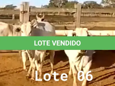 LOTE 006 - 03 VACAS NELORE VAZIAS, (IDENTIFICAÇÃO CAG 2814, MÃE CAG 1022, PAI SI, NASCIMENTO 21/05/2014, PESO 515KG; IDENTIFICAÇÃO CAG 4816, PAI 01 NELORE, MÃE CAG 6911, NASCIMENTO 26/09/2016, PESO 555KG;  IDENTIFICAÇÃO CAG 5616, PAI 01 NELORE, MÃE CAG 1022, NASCIMENTO 12/12/2016, PESO 560KG).