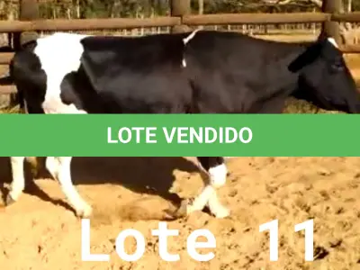LOTE 011 - 01 VACA GIROLANDA, (IDENTIFICAÇÃO CAG 1217 MÃE CAG 4312, PAI CORAÇÃO, NASCIMENTO 03/05/2017, REPRODUÇÃO COBERTA, TOURO GALANTE NEL 077, PESO 06/06/2022, 417KG.
