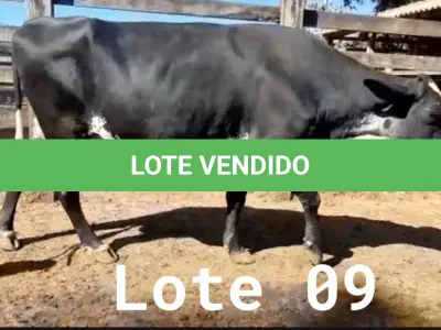 LOTE 009 - 01 VACA GIROLANDA, (IDENTIFICAÇÃO FAL 153 5/8 MÃE GHC 036, PAI FAL 050 5/8, NASCIMENTO 20/07/2015, REPRODUÇÃO PRENHE PP 10/01/2023, TOURO GALANTE NEL 077, PESO 06/06/2022, 645KG.