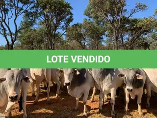 LOTE 036 - 72 ANIMAIS EXPERIMENTAIS NASCIMENTO OUTUBRO A DEZEMBRO 2020, (IDENTIFICAÇÃO NL 01, PESO 24/06/2022, 477KG, 01 ANIMAL EXPERIMENTAL, (IDENTIFICAÇÃO NL 02, PESO 24/06/2022, 433KG, 01 ANIMAL EXPERIMENTAL, (IDENTIFICAÇÃO NL 03, PESO 24/06/2022, 439KG, 01 ANIMAL EXPERIMENTAL, (IDENTIFICAÇÃO NL 04, PESO 24/06/2022, 446KG, 01 ANIMAL EXPERIMENTAL, (IDENTIFICAÇÃO NL 05, PESO 24/06/2022, 413KG, 01 ANIMAL EXPERIMENTAL, (IDENTIFICAÇÃO NL 06, PESO 24/06/2022, 531KG, 01 ANIMAL EXPERIMENTAL, (IDENTIFICAÇÃO NL 07, PESO 24/06/2022, 438KG, 01 ANIMAL EXPERIMENTAL, (IDENTIFICAÇÃO NL 08, PESO 24/06/2022, 458KG, 01 ANIMAL EXPERIMENTAL, (IDENTIFICAÇÃO NL 10, PESO 24/06/2022, 433KG, 01 ANIMAL EXPERIMENTAL, (IDENTIFICAÇÃO NL 11, PESO 24/06/2022, 438KG, 01 ANIMAL EXPERIMENTAL, (IDENTIFICAÇÃO NL 12, PESO 24/06/2022, 478KG, 01 ANIMAL EXPERIMENTAL, (IDENTIFICAÇÃO NL 13, PESO 24/06/2022, 467KG, 01 ANIMAL EXPERIMENTAL, (IDENTIFICAÇÃO NL 14, PESO 24/06/2022, 452KG, 01 ANIMAL EXPERIMENTAL, (IDENTIFICAÇÃO NL 15, PESO 24/06/2022, 419KG, 01 ANIMAL EXPERIMENTAL, (IDENTIFICAÇÃO NL 16, PESO 24/06/2022, 546KG, 01 ANIMAL EXPERIMENTAL, (IDENTIFICAÇÃO NL 17, PESO 24/06/2022, 398KG, 01 ANIMAL EXPERIMENTAL, (IDENTIFICAÇÃO NL 18, PESO 24/06/2022, 505KG, 01 ANIMAL EXPERIMENTAL, (IDENTIFICAÇÃO NL 19, PESO 24/06/2022, 516KG, 01 ANIMAL EXPERIMENTAL, (IDENTIFICAÇÃO NL 20, PESO 24/06/2022, 466KG, 01 ANIMAL EXPERIMENTAL, (IDENTIFICAÇÃO NL 21, PESO 24/06/2022, 471KG, 01 ANIMAL EXPERIMENTAL, (IDENTIFICAÇÃO NL 22, PESO 24/06/2022, 486KG, 01 ANIMAL EXPERIMENTAL, (IDENTIFICAÇÃO NL 23 PESO 24/06/2022, 503KG, 01 ANIMAL EXPERIMENTAL, (IDENTIFICAÇÃO NL 24 PESO 24/06/2022, 486KG, 01 ANIMAL EXPERIMENTAL, (IDENTIFICAÇÃO NL 25 PESO 24/06/2022, 466KG, 01 ANIMAL EXPERIMENTAL, (IDENTIFICAÇÃO NL 26 PESO 24/06/2022, 472KG, 01 ANIMAL EXPERIMENTAL, (IDENTIFICAÇÃO NL 27 PESO 24/06/2022, 437KG, 01 ANIMAL EXPERIMENTAL, (IDENTIFICAÇÃO NL 28 PESO 24/06/2022, 469KG, 01 ANIMAL EXPERIMENTAL, (IDENTIFICAÇÃO NL 29 PESO 24/06/2022, 454KG, 01 ANIMAL EXPERIMENTAL, (IDENTIFICAÇÃO NL 30 PESO 24/06/2022, 440KG, 01 ANIMAL EXPERIMENTAL, (IDENTIFICAÇÃO NL 31 PESO 24/06/2022, 464KG, 01 ANIMAL EXPERIMENTAL, (IDENTIFICAÇÃO NL 32 PESO 24/06/2022, 482KG, 01 ANIMAL EXPERIMENTAL, (IDENTIFICAÇÃO NL 33 PESO 24/06/2022, 409KG, 01 ANIMAL EXPERIMENTAL, (IDENTIFICAÇÃO NL 34 PESO 24/06/2022, 485KG, 01 ANIMAL EXPERIMENTAL, (IDENTIFICAÇÃO NL 36 PESO 24/06/2022, 517KG, 01 ANIMAL EXPERIMENTAL, (IDENTIFICAÇÃO NL 37 PESO 24/06/2022, 496KG, 01 ANIMAL EXPERIMENTAL, (IDENTIFICAÇÃO NL 41, PESO 24/06/2022, 447KG, 01 ANIMAL EXPERIMENTAL, (IDENTIFICAÇÃO NL 43 PESO 24/06/2022, 461KG, 01 ANIMAL EXPERIMENTAL, (IDENTIFICAÇÃO NL 44, PESO 24/06/2022, 393KG, 01 ANIMAL EXPERIMENTAL, (IDENTIFICAÇÃO NL 46, PESO 24/06/2022, 451KG, 01 ANIMAL EXPERIMENTAL, (IDENTIFICAÇÃO NL 47, PESO 24/06/2022, 458KG, 01 ANIMAL EXPERIMENTAL, (IDENTIFICAÇÃO NL 48, PESO 24/06/2022, 442KG, 01 ANIMAL EXPERIMENTAL, (IDENTIFICAÇÃO NL 49, PESO 24/06/2022, 436KG, 01 ANIMAL EXPERIMENTAL, (IDENTIFICAÇÃO NL 51, PESO 24/06/2022, 392KG, 01 ANIMAL EXPERIMENTAL, (IDENTIFICAÇÃO NL 53, PESO 24/06/2022, 449KG, 01 ANIMAL EXPERIMENTAL, (IDENTIFICAÇÃO NL 54, PESO 24/06/2022, 470KG, 01 ANIMAL EXPERIMENTAL, (IDENTIFICAÇÃO NL 55, PESO 24/06/2022, 482KG, 01 ANIMAL EXPERIMENTAL, (IDENTIFICAÇÃO NL 61, PESO 24/06/2022, 476KG, 01 ANIMAL EXPERIMENTAL, (IDENTIFICAÇÃO NL 62, PESO 24/06/2022, 419KG, 01 ANIMAL EXPERIMENTAL, (IDENTIFICAÇÃO NL 63, PESO 24/06/2022, 475KG, 01 ANIMAL EXPERIMENTAL, (IDENTIFICAÇÃO NL 65, PESO 24/06/2022, 484KG, 01 ANIMAL EXPERIMENTAL, (IDENTIFICAÇÃO NL 66, PESO 24/06/2022, 532KG, 01 ANIMAL EXPERIMENTAL, (IDENTIFICAÇÃO NL 67, PESO 24/06/2022, 478KG, 01 ANIMAL EXPERIMENTAL, (IDENTIFICAÇÃO NL 68, PESO 24/06/2022, 466KG, 01 ANIMAL EXPERIMENTAL, (IDENTIFICAÇÃO NL 69, PESO 24/06/2022, 413KG, 01 ANIMAL EXPERIMENTAL, (IDENTIFICAÇÃO NL 70, PESO 24/06/2022, 485KG, 01 ANIMAL EXPERIMENTAL, (IDENTIFICAÇÃO NL 72, PESO 24/06/2022, 442KG, 01 ANIMAL EXPERIMENTAL, (IDENTIFICAÇÃO NL 73, PESO 24/06/2022, 467KG, 01 ANIMAL EXPERIMENTAL, (IDENTIFICAÇÃO NL 74, PESO 24/06/2022, 515KG, 01 ANIMAL EXPERIMENTAL, (IDENTIFICAÇÃO NL 75, PESO 24/06/2022, 436KG, 01 ANIMAL EXPERIMENTAL, (IDENTIFICAÇÃO NL 76, PESO 24/06/2022, 477KG, 01 ANIMAL EXPERIMENTAL, (IDENTIFICAÇÃO NL 77, PESO 24/06/2022, 471KG, 01 ANIMAL EXPERIMENTAL, (IDENTIFICAÇÃO NL 79, PESO 24/06/2022, 436KG, 01 ANIMAL EXPERIMENTAL, (IDENTIFICAÇÃO NL 80, PESO 24/06/2022, 475KG, 01 ANIMAL EXPERIMENTAL, (IDENTIFICAÇÃO NL 81, PESO 24/06/2022, 441KG, 01 ANIMAL EXPERIMENTAL, (IDENTIFICAÇÃO NL 82, PESO 24/06/2022, 460KG, 01 ANIMAL EXPERIMENTAL, (IDENTIFICAÇÃO NL 84, PESO 24/06/2022, 428KG, 01 ANIMAL EXPERIMENTAL, (IDENTIFICAÇÃO NL 85, PESO 24/06/2022, 447KG, 01 ANIMAL EXPERIMENTAL, (IDENTIFICAÇÃO NL 86, PESO 24/06/2022, 480KG, 01 ANIMAL EXPERIMENTAL, (IDENTIFICAÇÃO NL 88, PESO 24/06/2022, 490KG, 01 ANIMAL EXPERIMENTAL, (IDENTIFICAÇÃO NL 89, PESO 24/06/2022, 506KG, 01 ANIMAL EXPERIMENTAL, (IDENTIFICAÇÃO NL 90, PESO 24/06/2022, 433KG E 01 ANIMAL EXPERIMENTAL, (IDENTIFICAÇÃO NL 91, PESO 24/06/2022, 457KG.