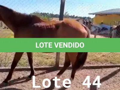 LOTE 044 - 01 EQUINO, (IDENTIFICAÇÃO FAL 623, NOME SN, CATEGORIA ÉGUA, MÃE SL, PAI SL, PELAGEM TORDILHA, NASCIMENTO 2005.