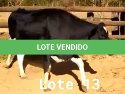LOTE 013 - 01 VACA GIROLANDA, (IDENTIFICAÇÃO CAG 1818 MÃE CAG 091, PAI STEWART HO, NASCIMENTO 12/05/2018, REPRODUÇÃO COBERTA, TOURO GALANTE NEL 077, PESO 06/06/2022, 566KG.