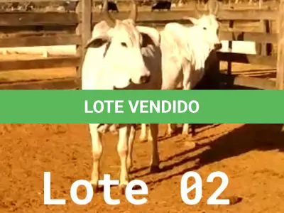 LOTE 002 - 02 VACAS NELORE COM CRIA AO PÉ, (IDENTIFICAÇÃO CAG 0613, MÃE CAG 1036, PAI SI, NASCIMENTO 16/01/2013, PESO 500KG, CRIA AO PÉ IDENTIFICAÇÃO CAG 1722, NASCIMENTO 22/02/2022, PAI SI, SEXO MASCULINO) E (IDENTIFICAÇÃO CAG 8215, MÃE CAG 0254, SI, NASCIMENTO 09/07/2015, PESO 513Kg, CRIA AO PÉ IDENTIFICAÇÃO CAG 722, NASCIMENTO 05/02/2022, PAI THOR NELORE, SEXO MASCULINO)