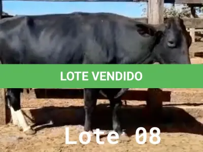 LOTE 008 - 01 VACA GIROLANDA, (IDENTIFICAÇÃO FAL 138 3/4 MÃE GHN 211, PAI LOADED, NASCIMENTO 30/04/2015, REPRODUÇÃO PRENHE PP 14/02/2023, TOURO EMBAIXADOR 5/8 ROL, PESO 06/06/2022, 618KG.