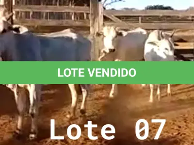 LOTE 007 - 03 VACAS NELORE VAZIAS, (IDENTIFICAÇÃO NLC 020, MÃE SI, PAI SI, NASCIMENTO 2017, PESO 435KG; IDENTIFICAÇÃO NLC 025, PAI SI, MÃE SI, NASCIMENTO 2017, PESO 466KG; IDENTIFICAÇÃO NLC 026, PAI SI, MÃE SI, NASCIMENTO 2017, PESO 392KG).