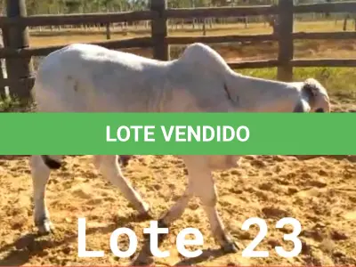 LOTE 023 - 01 BEZERRO NELORE, (IDENTIFICAÇÃO CAG 4321, MÃE 4216, PAI THOR NEL 0917, NASCIMENTO 20/10/2021, PESO 06/06/2022, 258 KG.