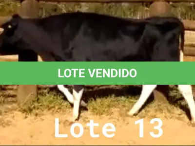 LOTE 013 - 01 VACA GIROLANDA, (IDENTIFICAÇÃO CAG 1818 MÃE CAG 091, PAI STEWART HO, NASCIMENTO 12/05/2018, REPRODUÇÃO COBERTA, TOURO GALANTE NEL 077, PESO 06/06/2022, 566KG.