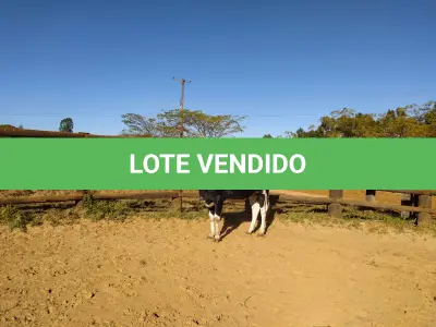 LOTE 013 - 01 VACA GIROLANDA, (IDENTIFICAÇÃO CAG 1818 MÃE CAG 091, PAI STEWART HO, NASCIMENTO 12/05/2018, REPRODUÇÃO COBERTA, TOURO GALANTE NEL 077, PESO 06/06/2022, 566KG.